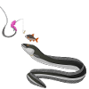 Aalrounder - Fishyworm - Eel Fishing