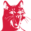 Cat OMG!