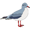 Frida the seagull