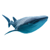 Whale Shark
