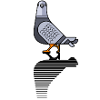 Aubstd Pigeon