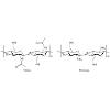 Chitin chitosan