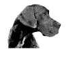 German Mastiff