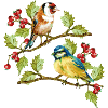 oiseaux