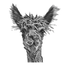 Alpaca Black White