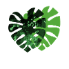 Plante Monstera