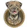 Border Terrier 001