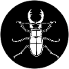 Hirschkäfer