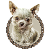 Chihuahua 001