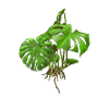 Monstera - Fensterblatt