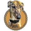 Greyhound 001