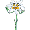 edelweiss