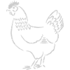Chicken / hen