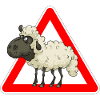 sheep