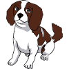 Cavalier King Charles Spaniel dog