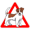 Jack Russell Terrier dog
