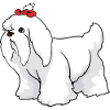 Maltese dog