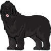 chien de Terre-Neuve