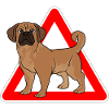 Puggle Beagle Pug Dog