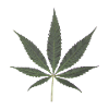 cannabis Mariuhana