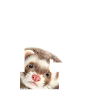 F furet