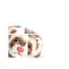 NASSU Ferret
