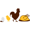 Ei,Küken,Hahn und Hähnchen-Geflügel Evolution