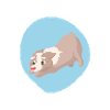 Playing dog puppy