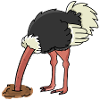 Bunch of bird ostrich