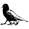 four feet crow