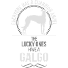 Galgo Ange-Gardien Wilsigns