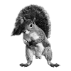 Eichhörnchen