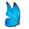 blauer Schmetterling