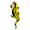 salamander
