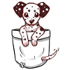 Pocket Cute Dalmatian Dog