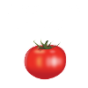 Treulose Tomate