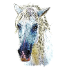 camargue horse