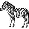 zebra