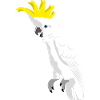 Sulfur-crested cockatoo
