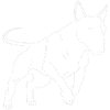 Bull Terrier Dog