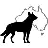Australian Cattle Dog