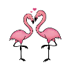 flamingos love