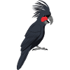 Palm Cockatoo
