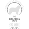 Briard Ange-Gardien Wilsigns