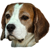 Dog, dog head, dog, beagle, dog , dog love