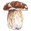Boletus / boletus / fungi