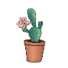 Kaktusblüte