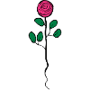 rose