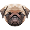 cute pug pug