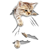 cat tear